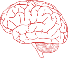 people & brain free transparent png image.