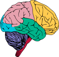 people & Brain free transparent png image.