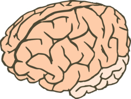 people & Brain free transparent png image.