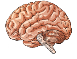 people & Brain free transparent png image.