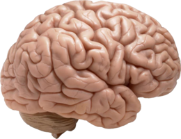 people & brain free transparent png image.