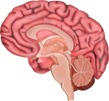 people & Brain free transparent png image.