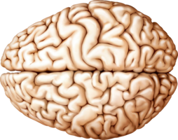 people & Brain free transparent png image.