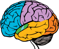 people & brain free transparent png image.