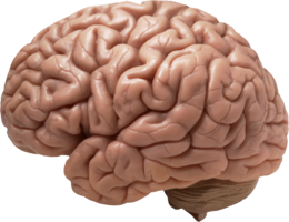 people & brain free transparent png image.