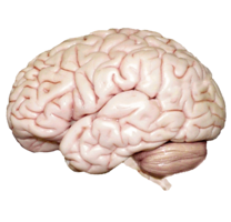 people & Brain free transparent png image.