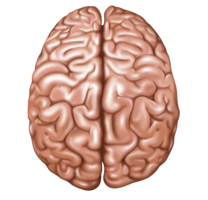 people & brain free transparent png image.