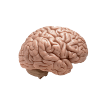 people & Brain free transparent png image.