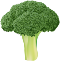 vegetables & broccoli free transparent png image.