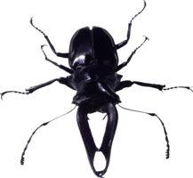 insects & Bugs free transparent png image.