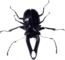 insects & bugs free transparent png image.