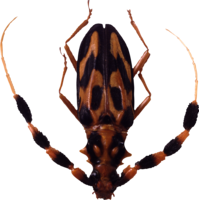 insects & Bugs free transparent png image.