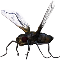 insects & Bugs free transparent png image.