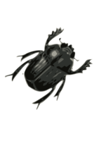 insects & bugs free transparent png image.