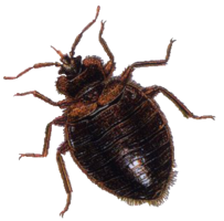 insects & bugs free transparent png image.