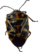 insects & Bugs free transparent png image.