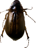 insects & bugs free transparent png image.