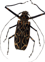 insects & Bugs free transparent png image.