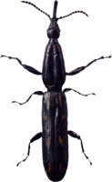 insects & Bugs free transparent png image.