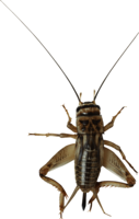 insects & Bugs free transparent png image.