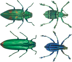 insects & bugs free transparent png image.