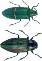 insects & bugs free transparent png image.