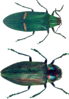 insects & Bugs free transparent png image.