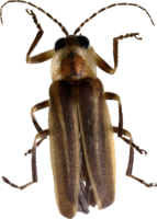 insects & Bugs free transparent png image.