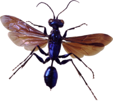 insects & bugs free transparent png image.