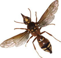 insects & Bugs free transparent png image.