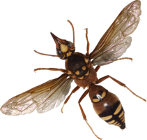 insects & bugs free transparent png image.