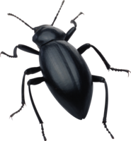 insects & bugs free transparent png image.