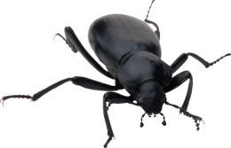 insects & bugs free transparent png image.