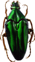 insects & bugs free transparent png image.