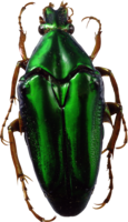 insects & Bugs free transparent png image.