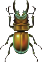 insects & bugs free transparent png image.