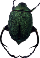 insects & bugs free transparent png image.