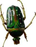 insects & Bugs free transparent png image.