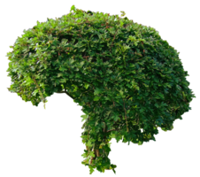 nature & bushes free transparent png image.