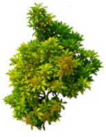 nature & bushes free transparent png image.