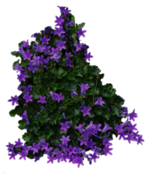 nature & bushes free transparent png image.