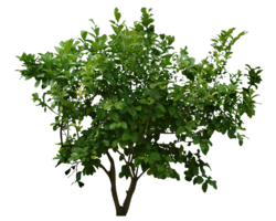 nature & bushes free transparent png image.