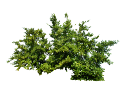 nature & Bushes free transparent png image.