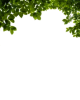 nature & bushes free transparent png image.