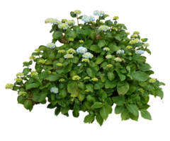 nature & bushes free transparent png image.