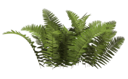 nature & Bushes free transparent png image.