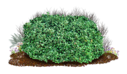 nature & Bushes free transparent png image.