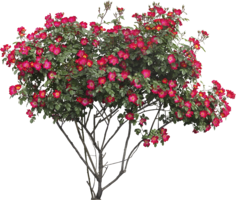 nature & Bushes free transparent png image.