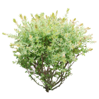 nature & Bushes free transparent png image.