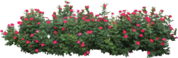 nature & Bushes free transparent png image.